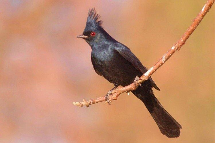 Черный свиристель, самец. Фото взято из открытого доступа.