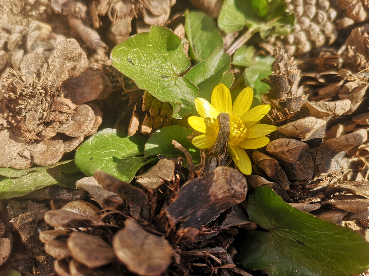Купальница, что ли?