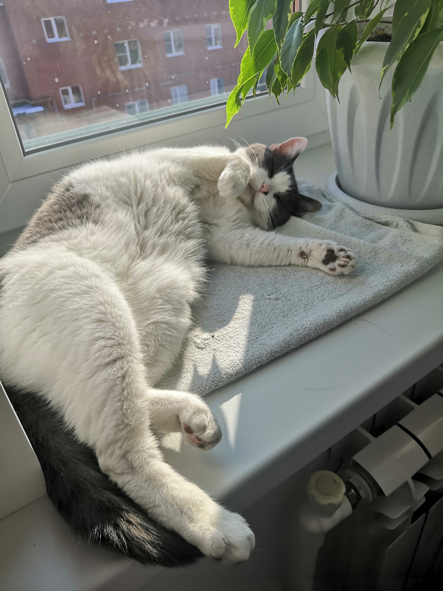 Мося в солярии