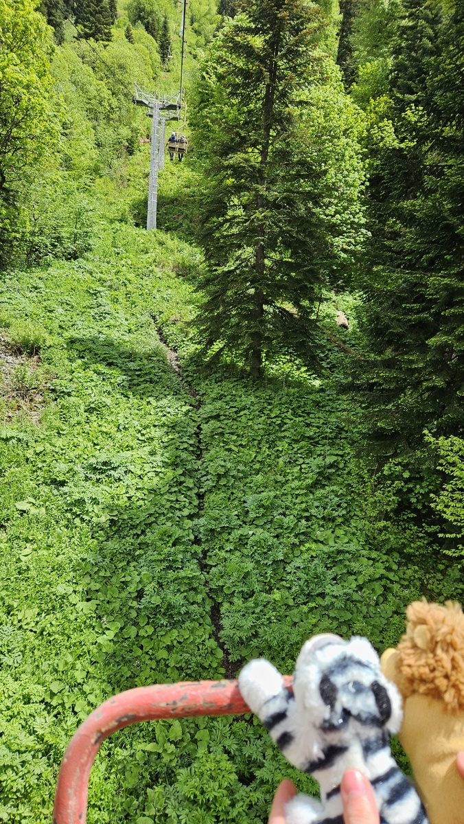 С подъемом наблюдается смена климатических зон..