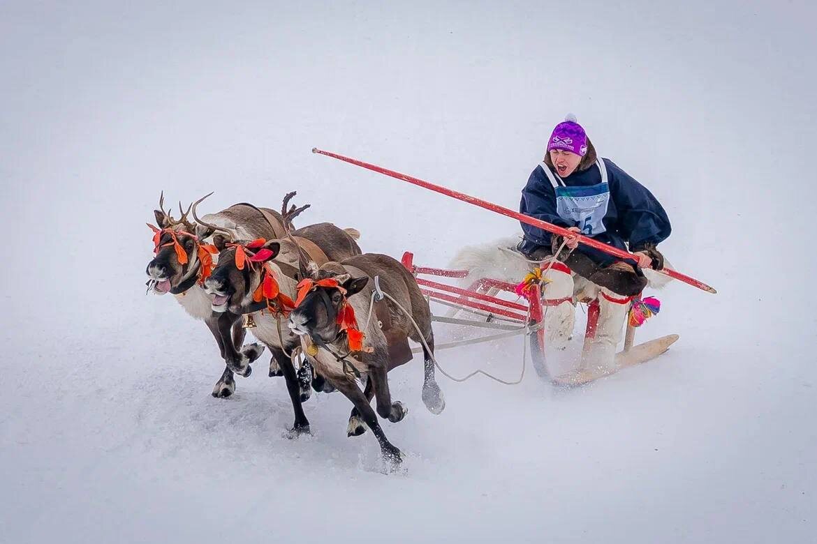    В Югре назвали лучших оленеводов