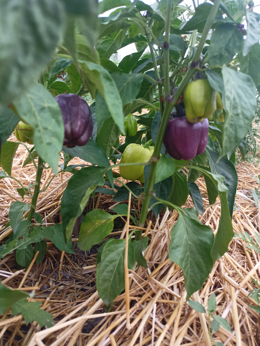 Фиолетовые, впервые попробовали.