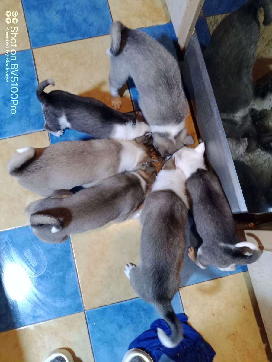 Это, кстати, тоже детки. Хоть и собачьи. И они тоже требуют внимания