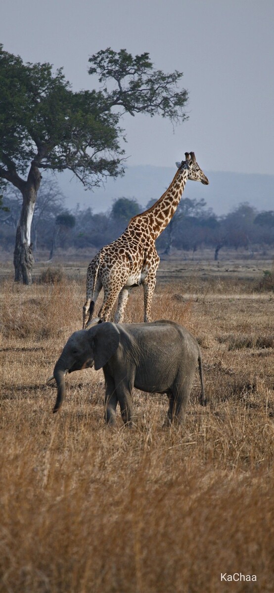 Фото из открытых источников. 