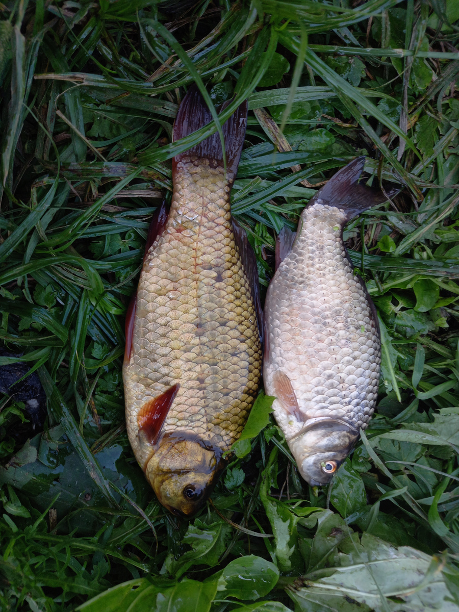 Образец улова