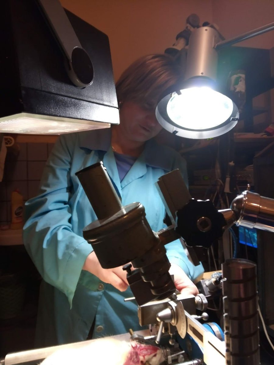 Надежда Алескандровна за стереотаксисом