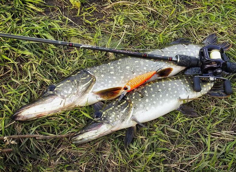 Щука пойманная на воблер. Источник фото sazanya-bukhta.ru
