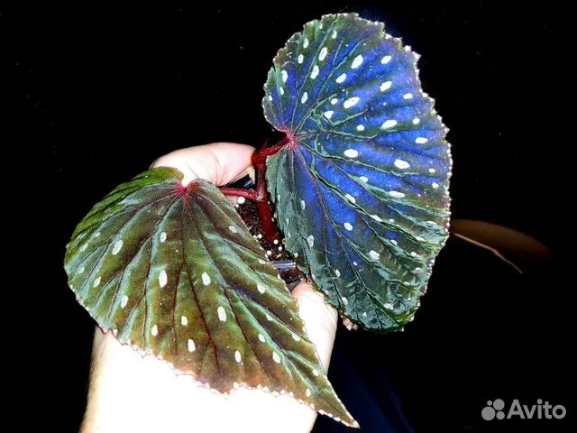 Мое личное фото Erythrogena в МОЕЙ руке детка Erythrogena какая она ко мне приехала.