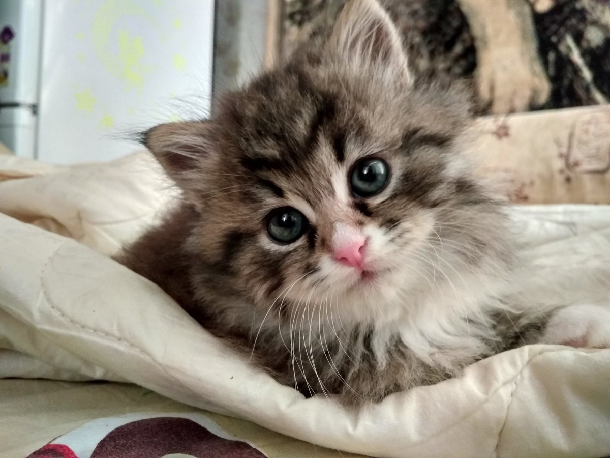 Наш маленький пупсик