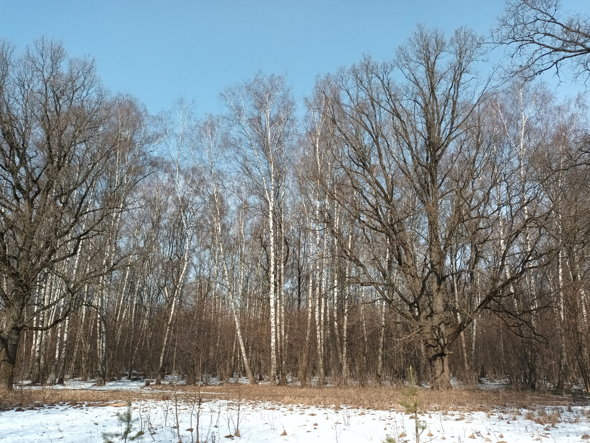 Из чего тут снеговика лепить? И это ещё в феврале Подмосковью немножко снега отсыпали).