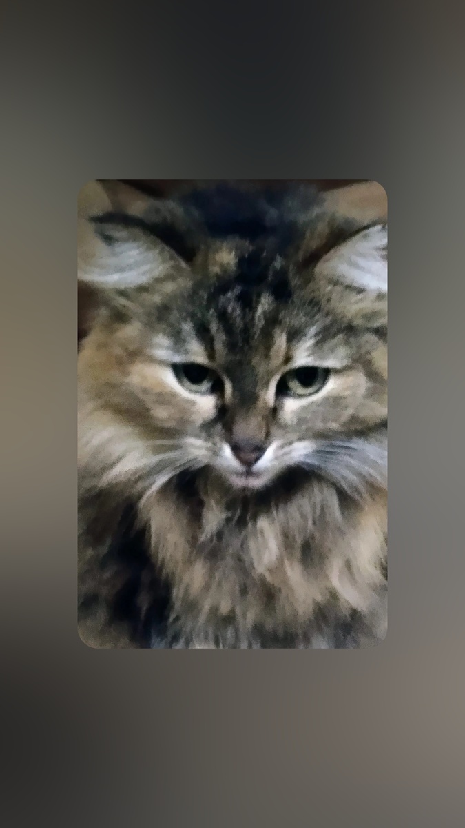 Это наша кошка Мушка.Муж ее купил на улице у бабушки 3 х месячным котёнком.Трехшерстный комочек вырос вот в такую шикарную кошку    