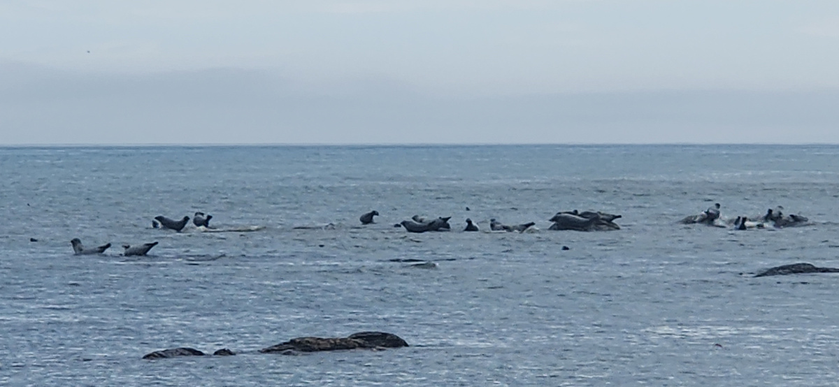 Сахалин, Охотское море, нерпы