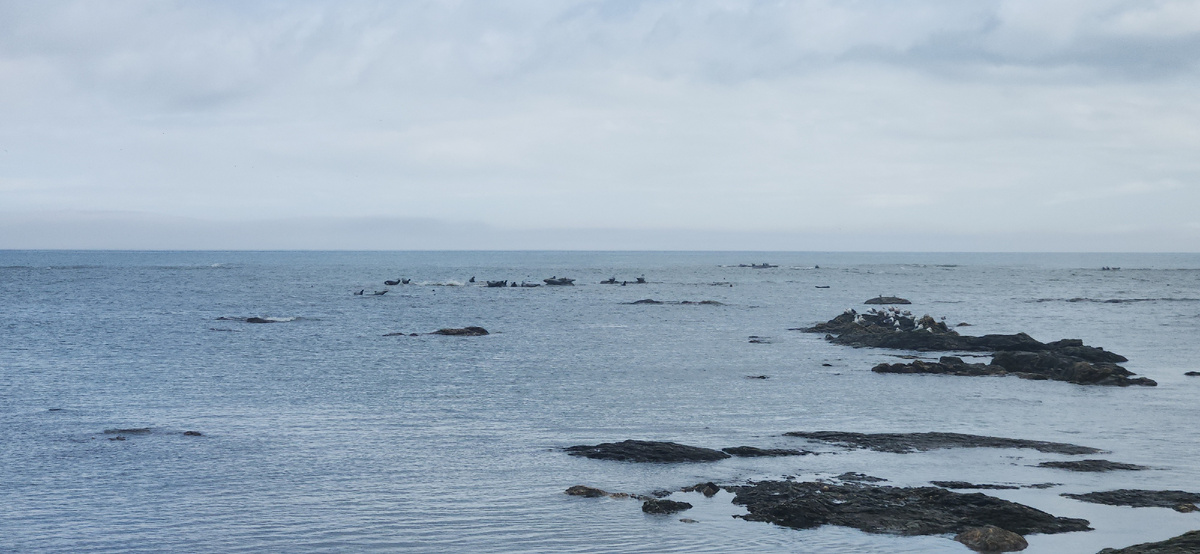 Сахалин, Охотское море, нерпы