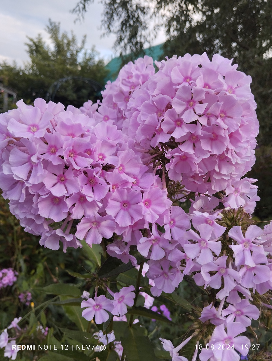 Флокс с условным названием "Розовые Рюши"