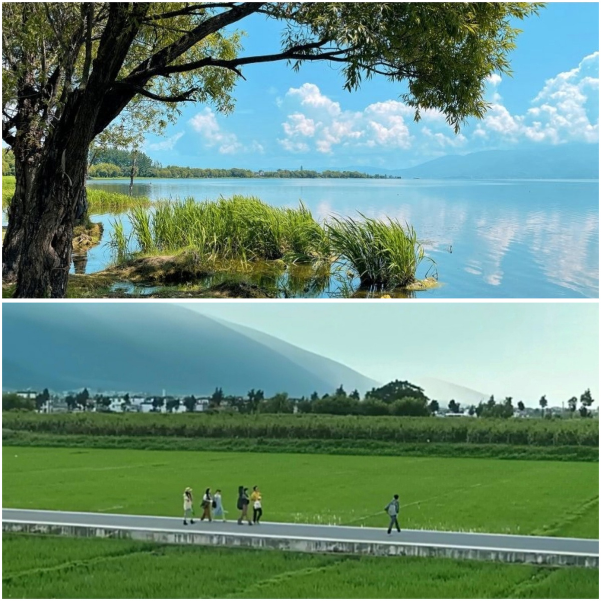 Живописные окрестности озера Эрхай (коллаж автора, фото из открытых источников в интернете)