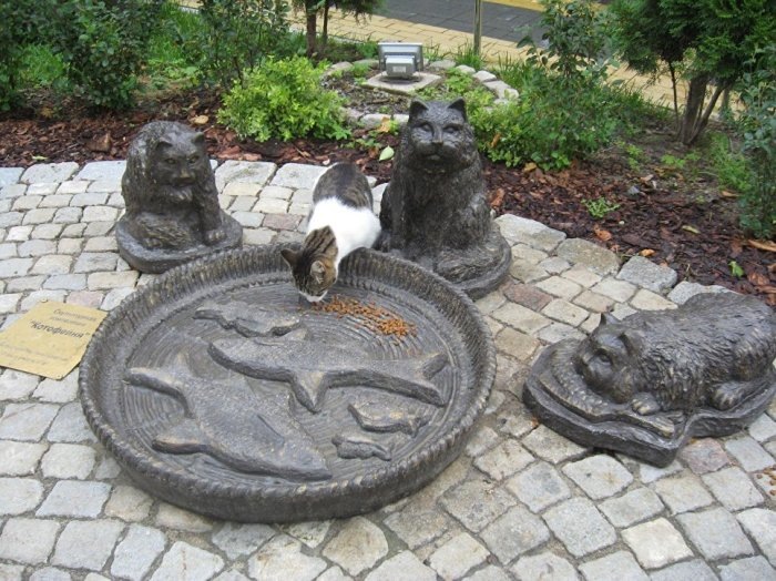 Кошки Зеленоградска. /Фото:ria.ru