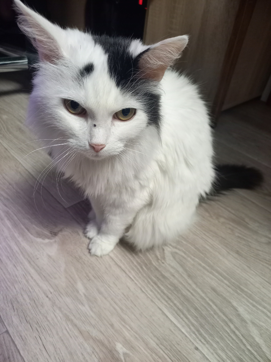 Пусе скоро 15 лет