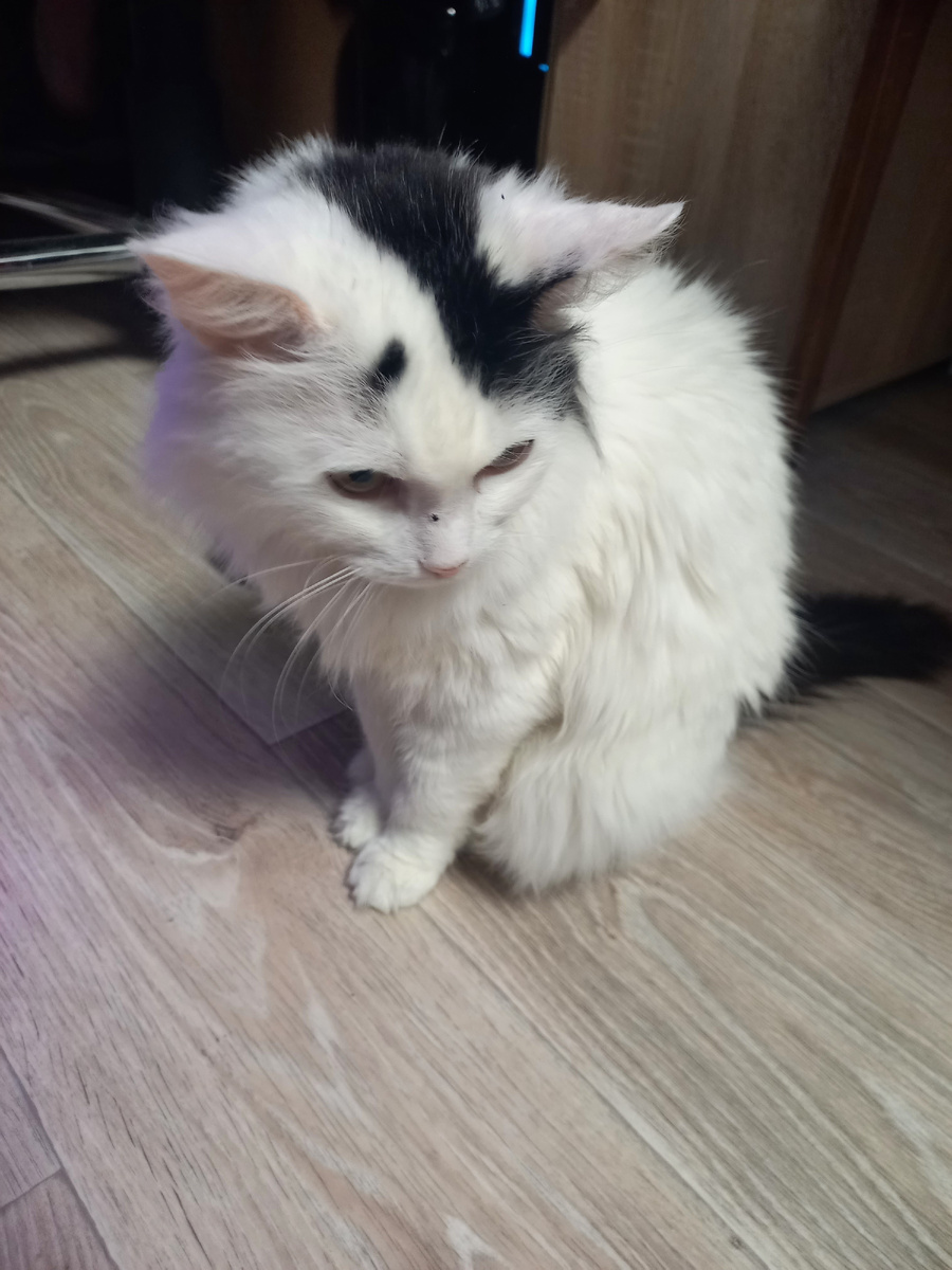 Пуся задумалась