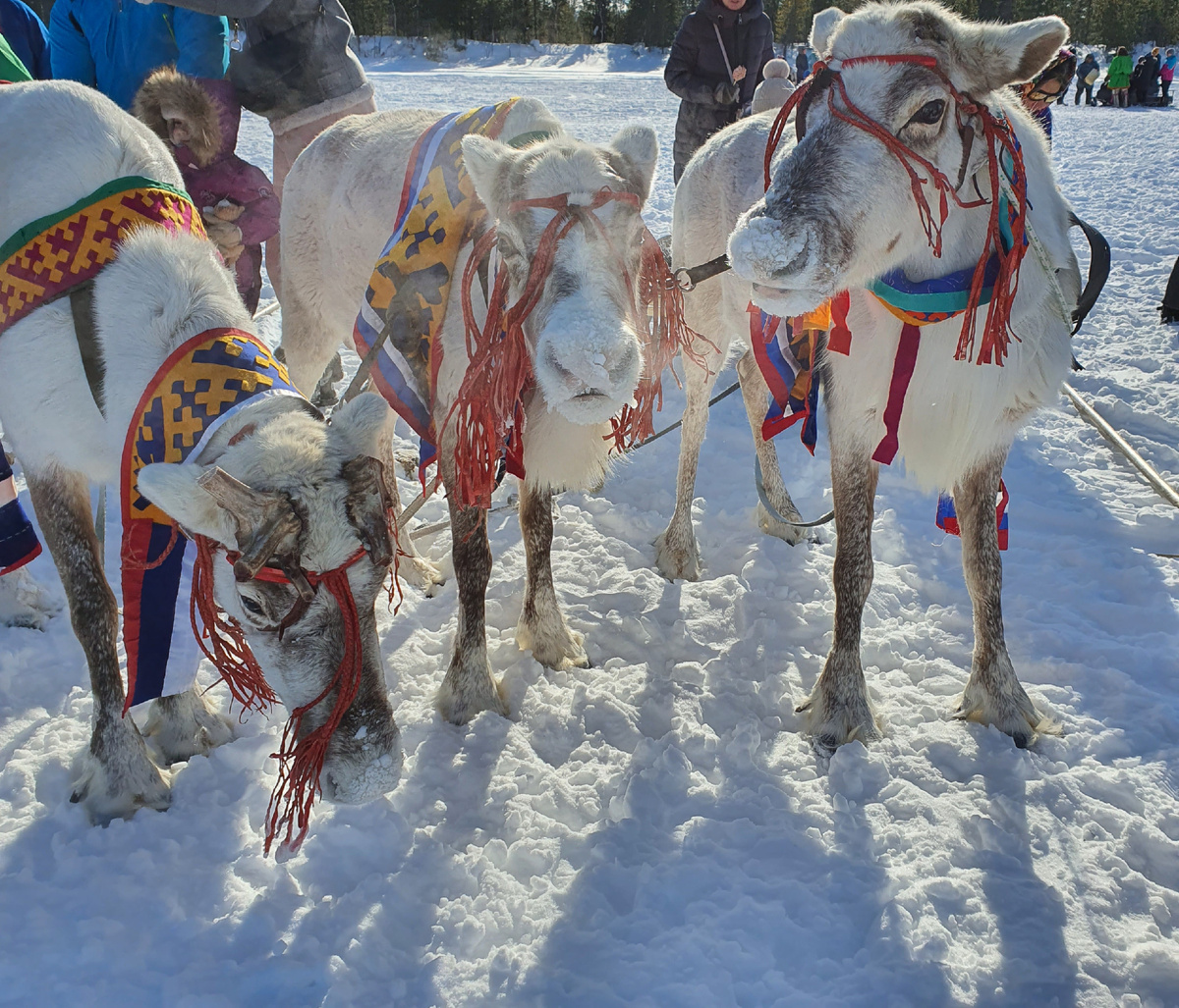 Такие красивые олени
