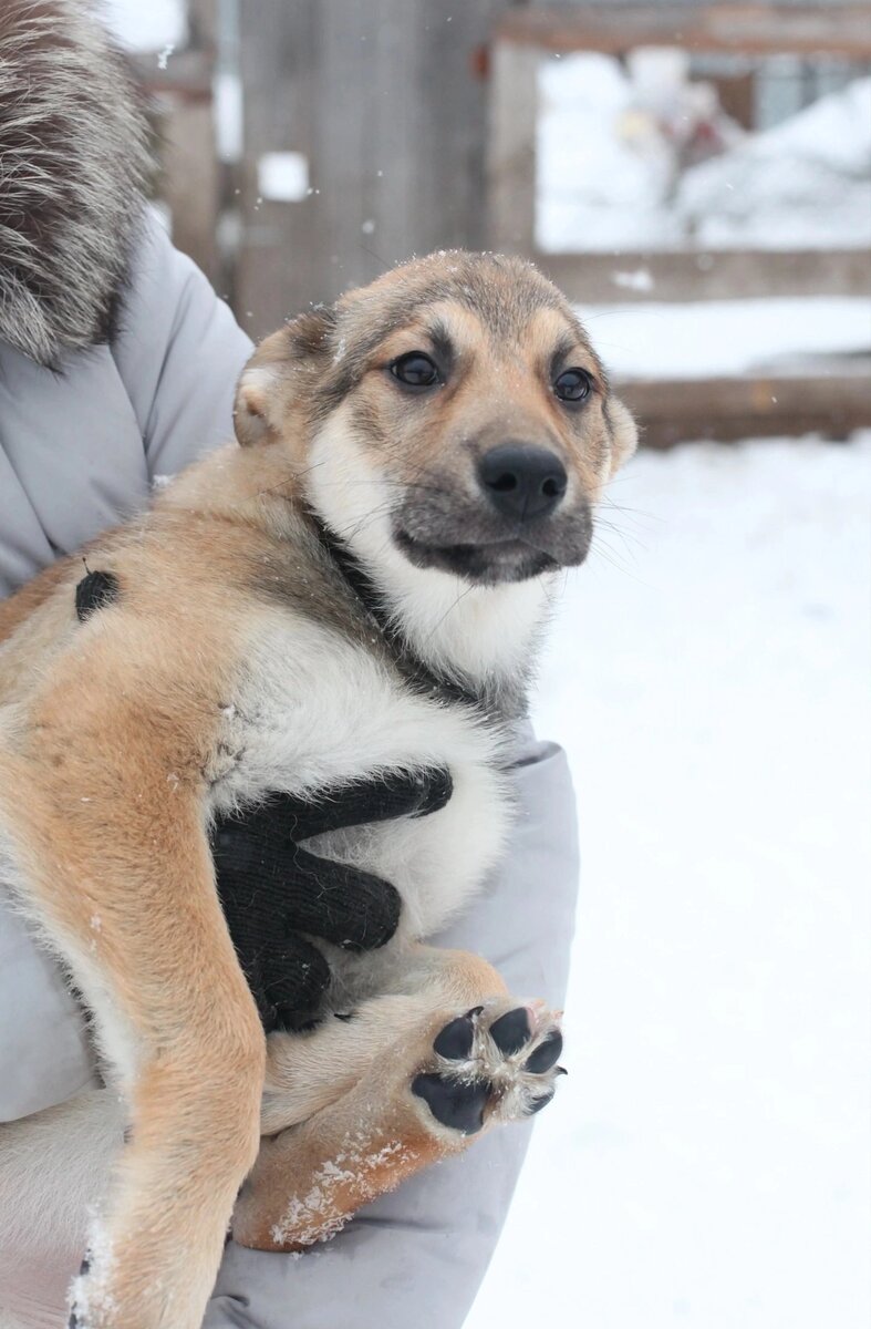 Одна щенуля из подкидышей