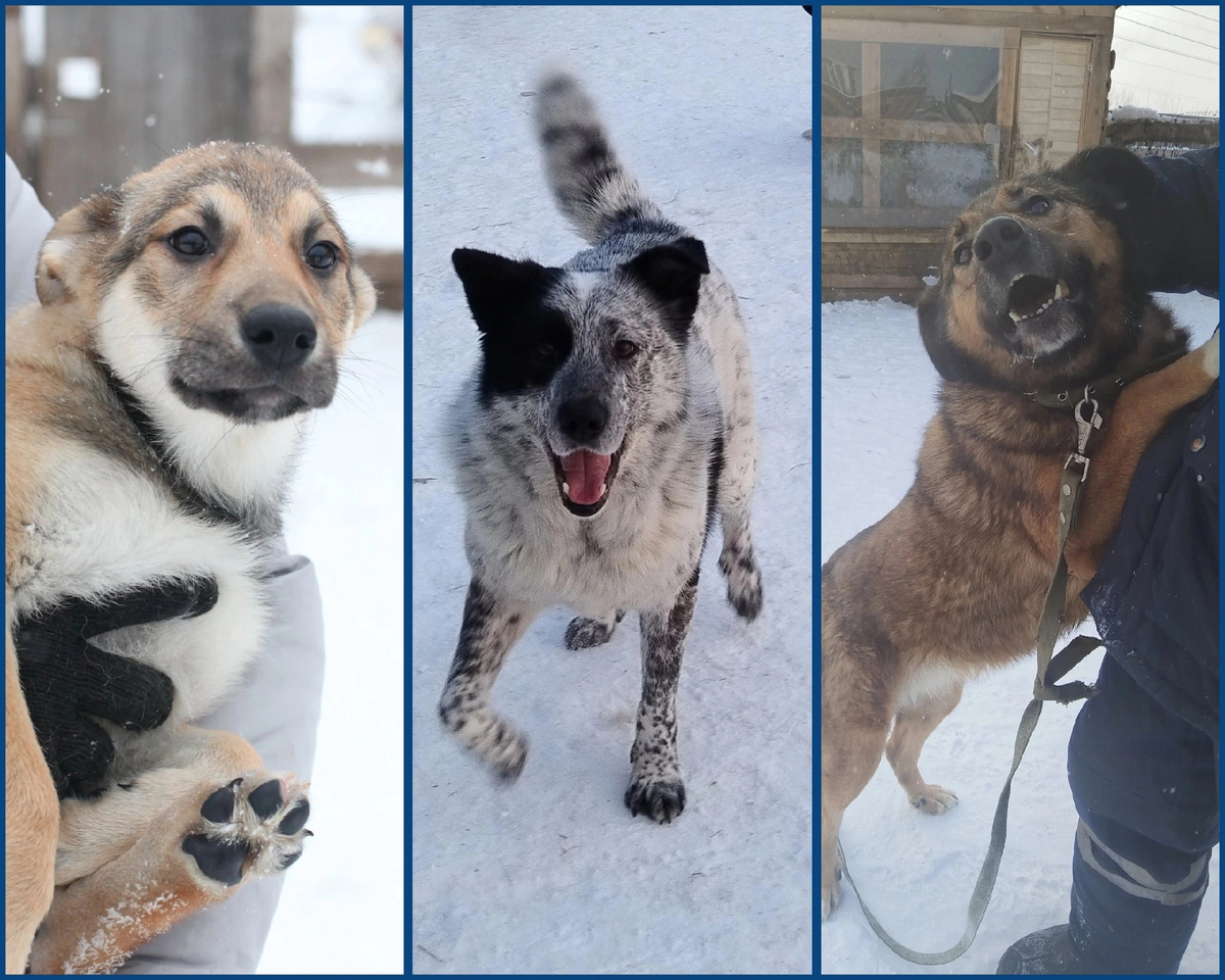 Долли🦮      Дастин🦮        Дина🦮