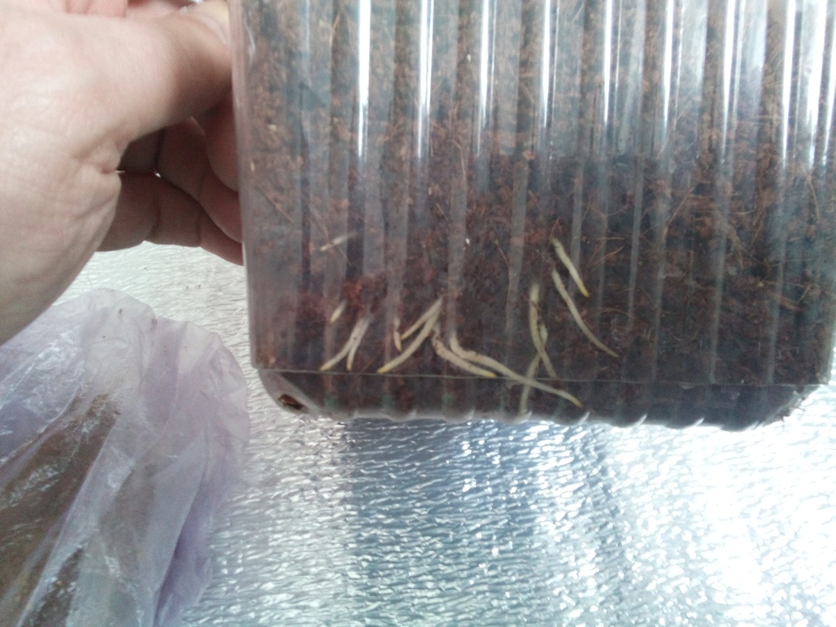 Вот так выглядят корешки, пророщенные по методу КВЕБЕК 