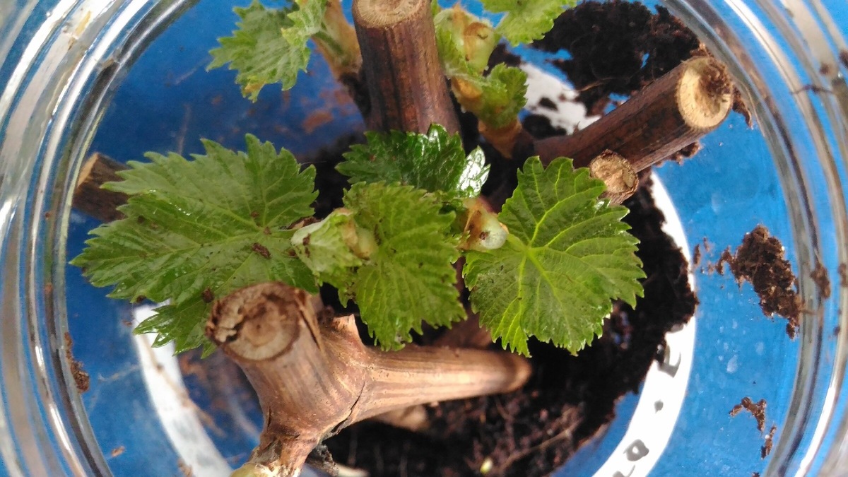 Черенки, проращиваемые по методу БАКУ 