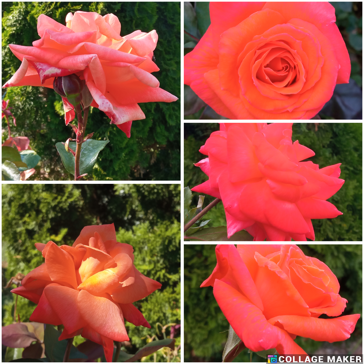 Моя незнакомка-безымяшка. Фото автора.