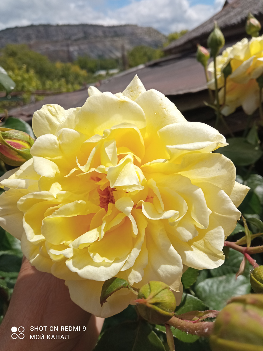 Желтая плетиста розочка принесена с помойки. Безымяшка. Фото автора.