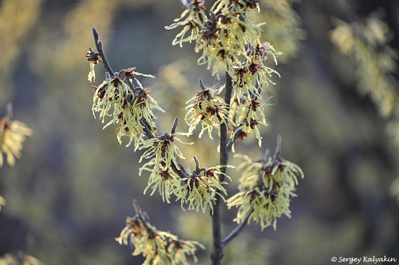 Гамамелис промежуточный 'Arnold's Promise'