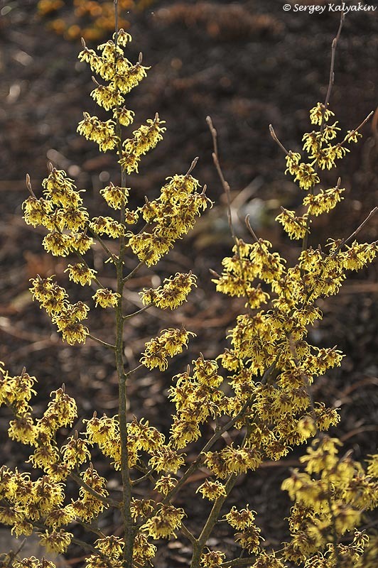 Гамамелис промежуточный 'Arnold's Promise'