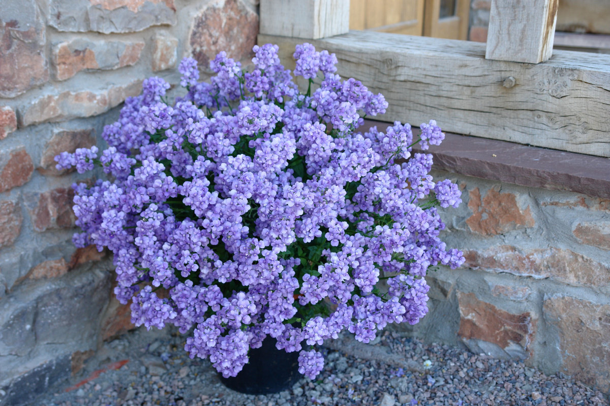 Немезия, фото из сети