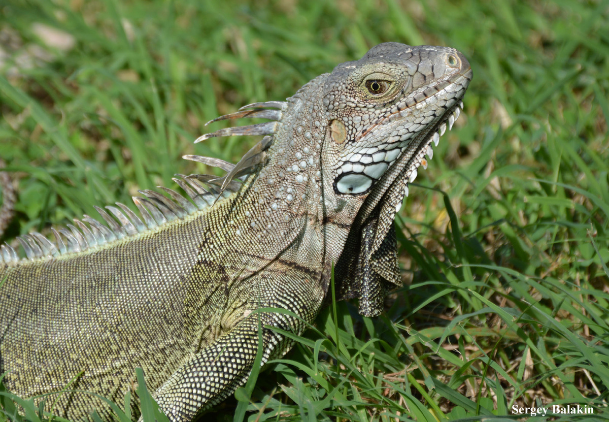 Игуана. Вот такая прелесть чешуйчатая:) позирует мне на острове Аруба. Здесь и далее - все фото автора 