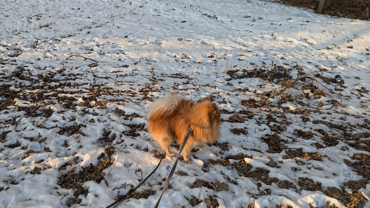 Симба увидел ворон