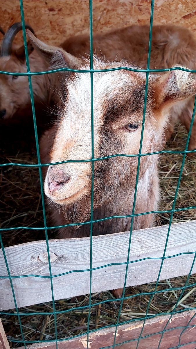 Папа-козлик