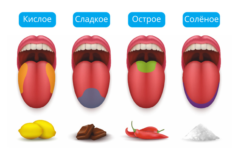 Фото: Органы обоняния, вкуса и осязания - урок Окружающий...  www.yaklass.ru