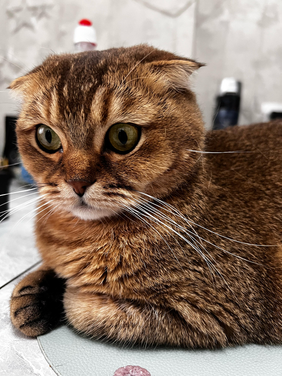 Мэй Ли (из личного архива)