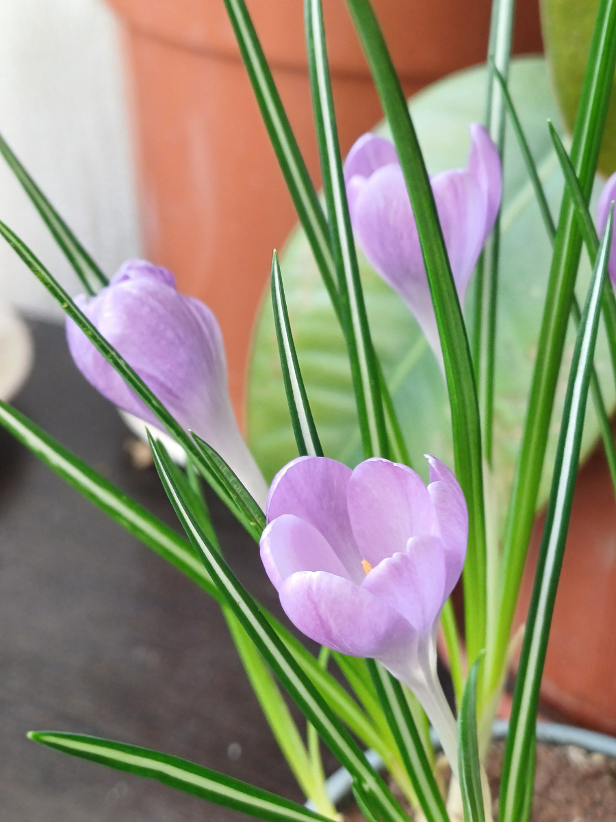 С первым весенним днём! 🌷