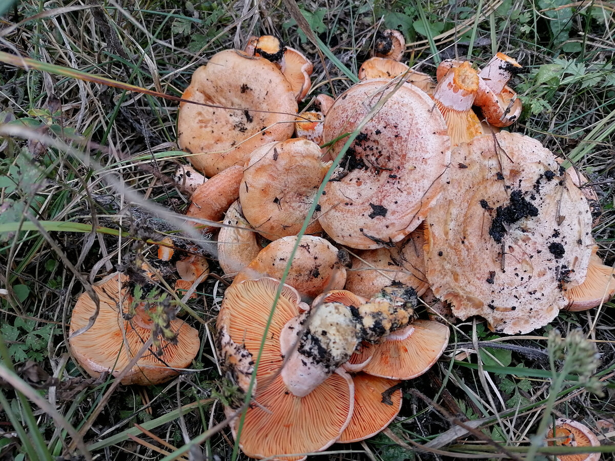 Автор фото Василий dr.basilfz