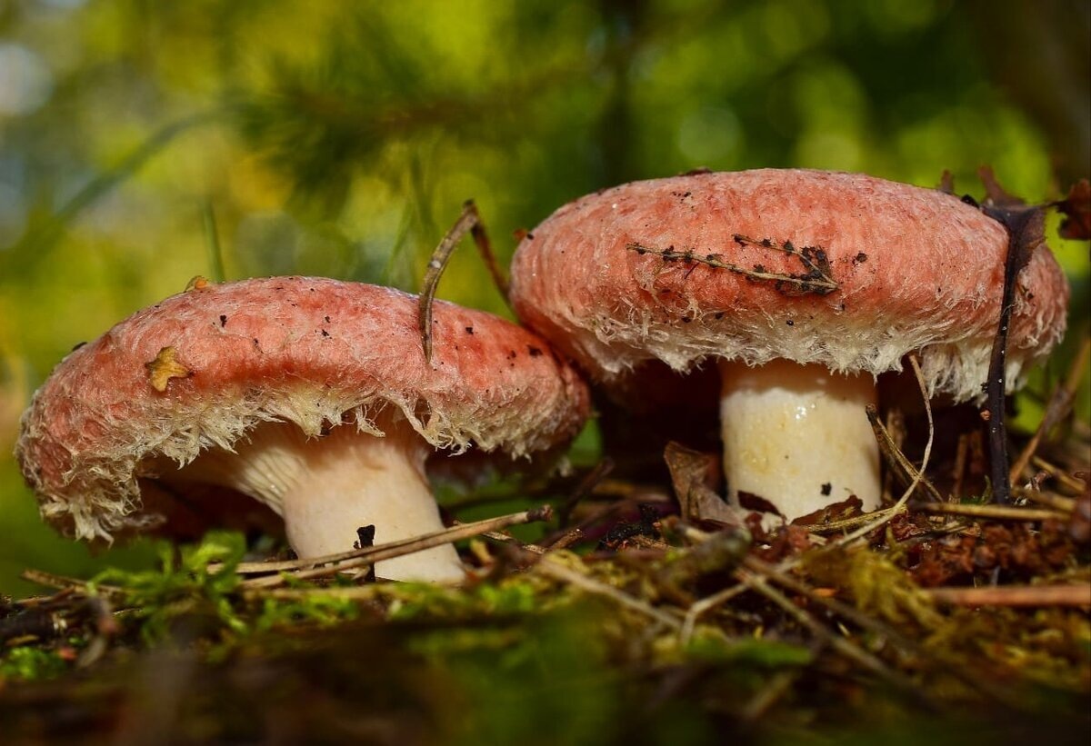 Автор фото Андрей Мещера