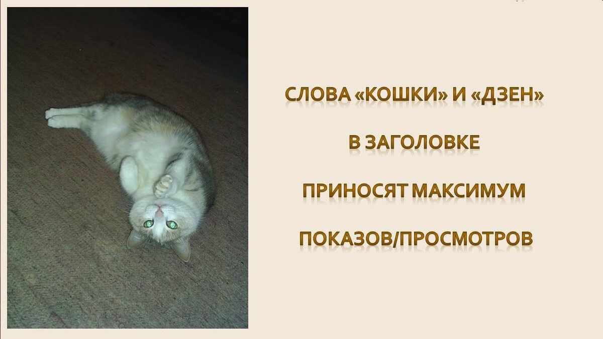 Наша кошка Мотя. Долгожительница. Прожила 18 лет. 