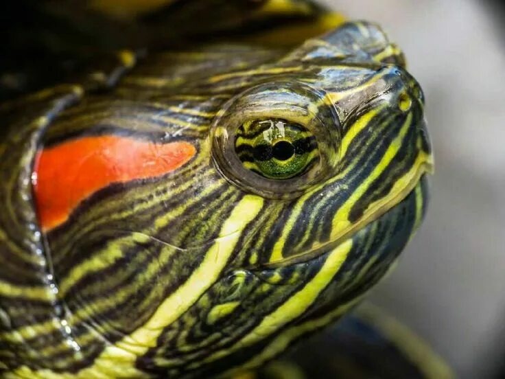 Как жаль, что в этом моём телефоне нет ни одной фотографии моей мадам. Поэтому просто фото для иллюстрации из Яндекс картинок 