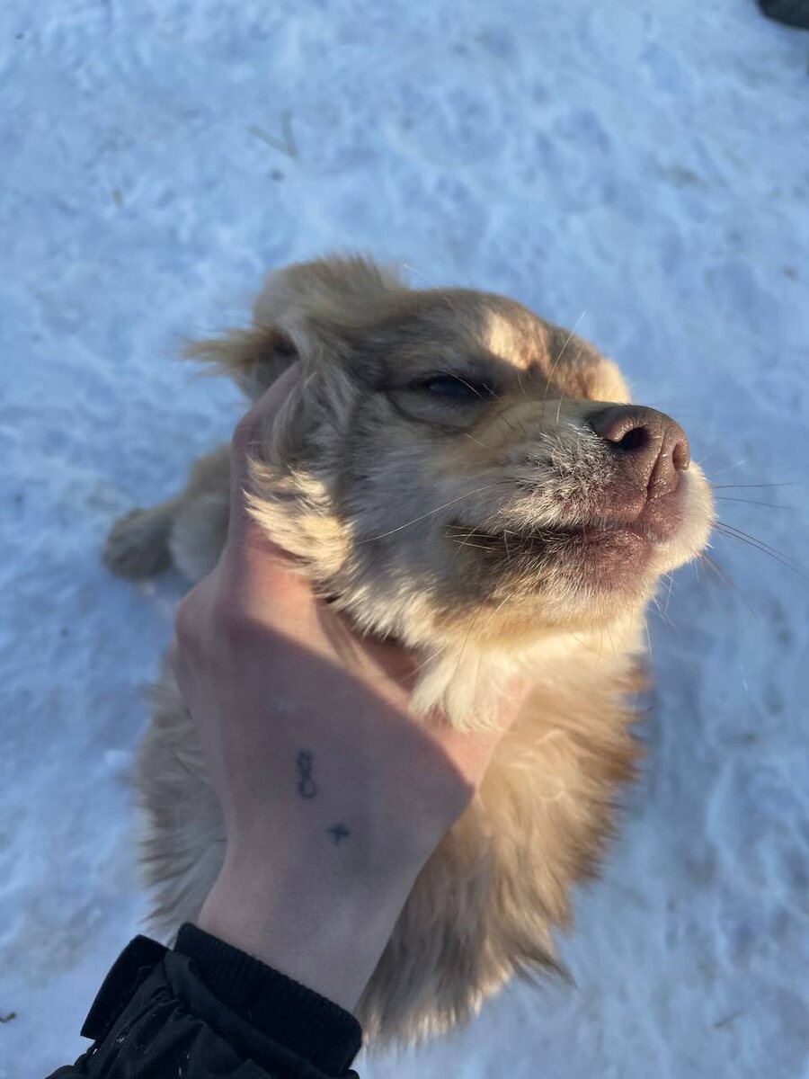 у всех хвостики, а у нас носики))