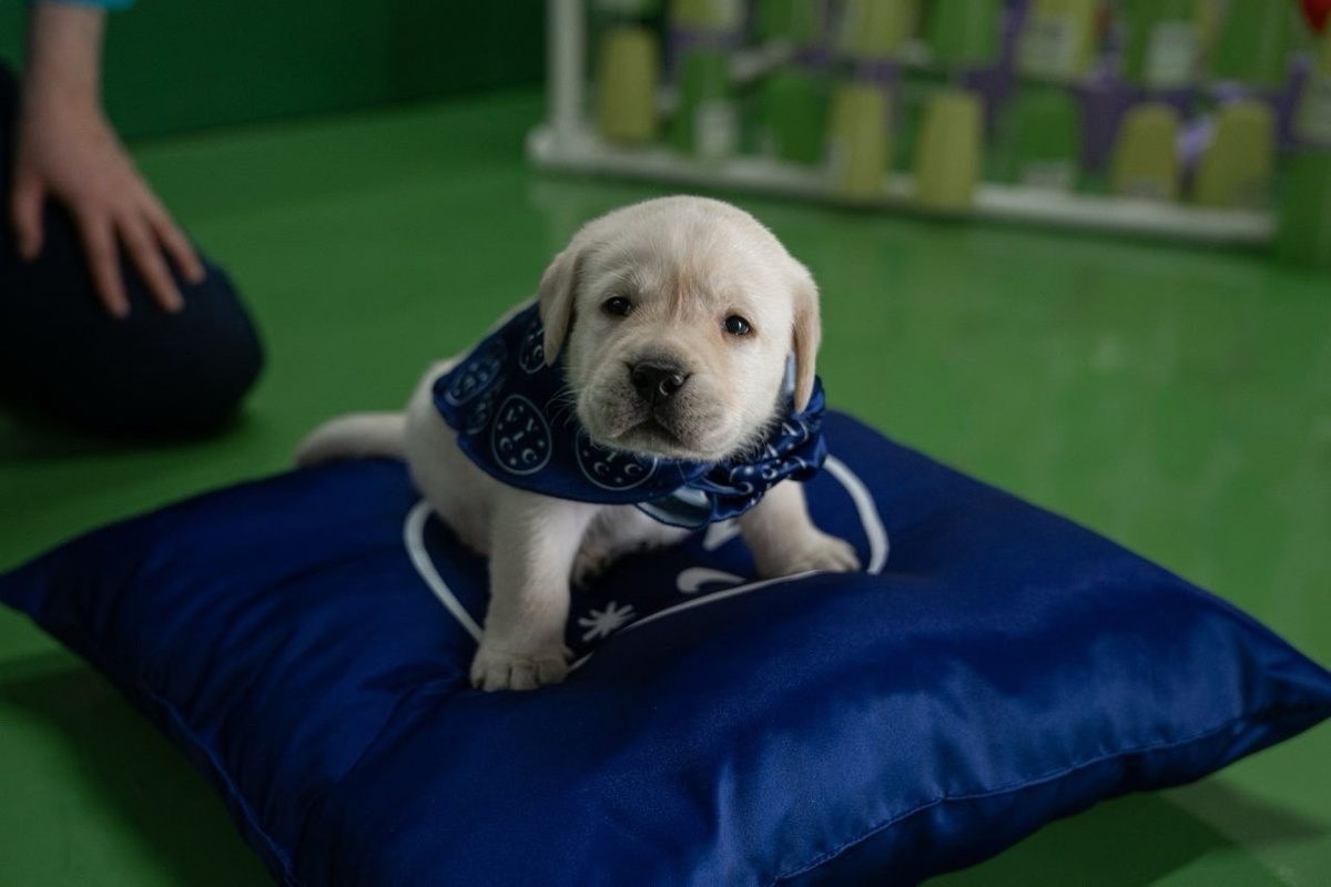 Маленький щенок ВИК