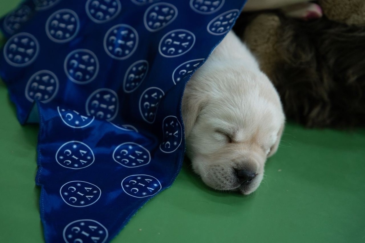 Маленький щенок ВИК