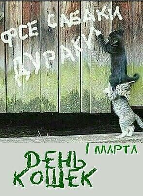 Всемирный день кошек