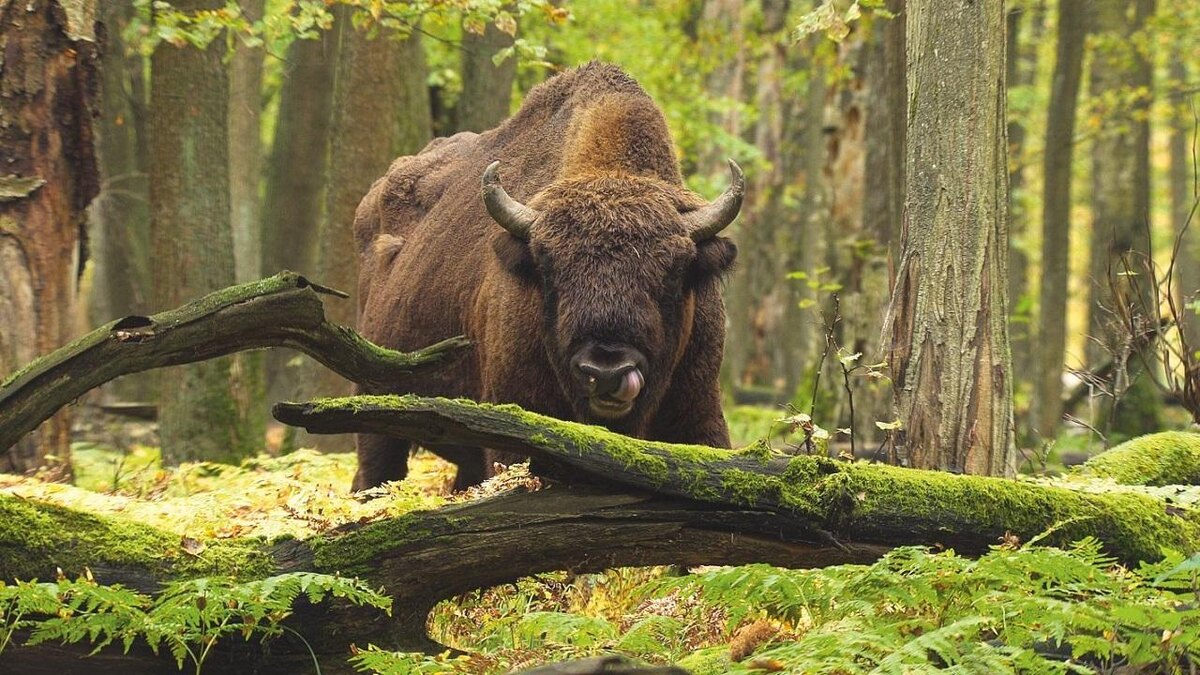 Беловежская пуща. Фото из открытых источников