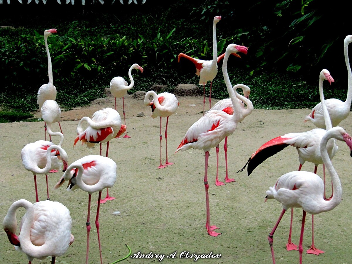 Фламинго