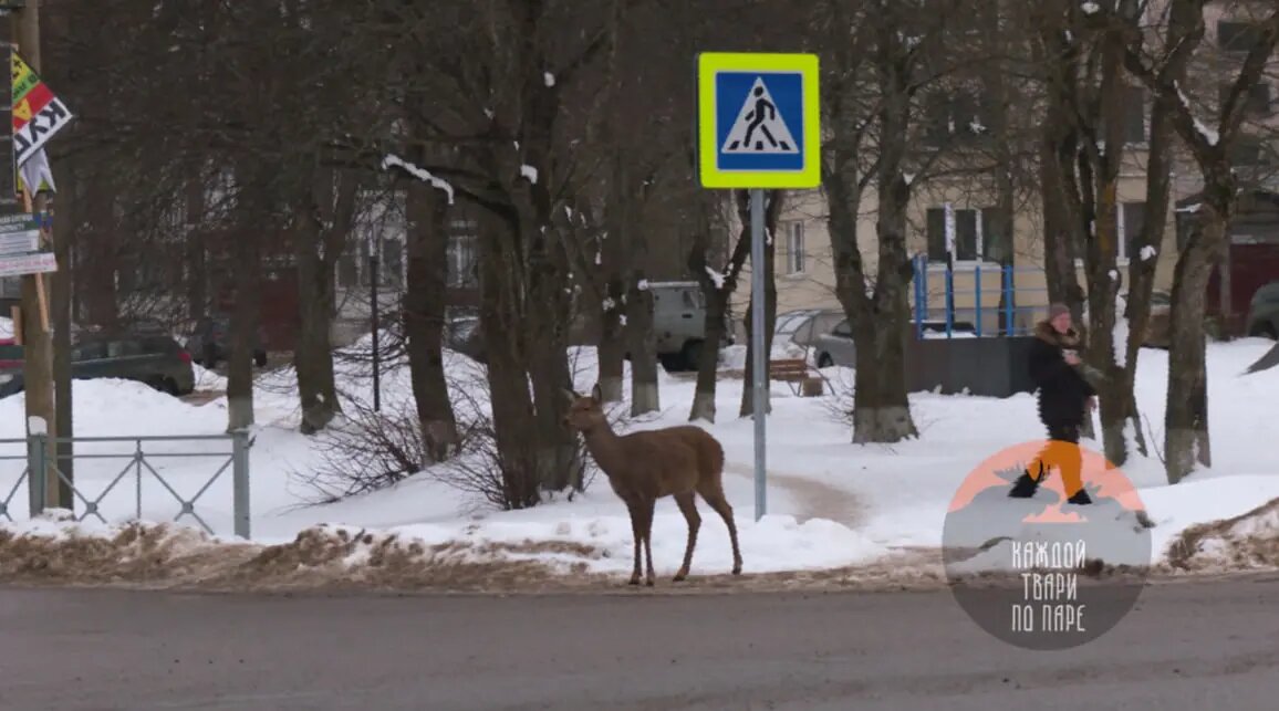    Фото: скриншот из видео в телеграм-канале Павла Глазкова «Каждой твари по паре».