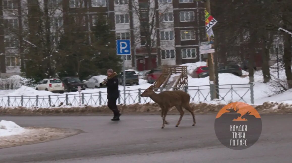    Фото: скриншот из видео в телеграм-канале Павла Глазкова «Каждой твари по паре».